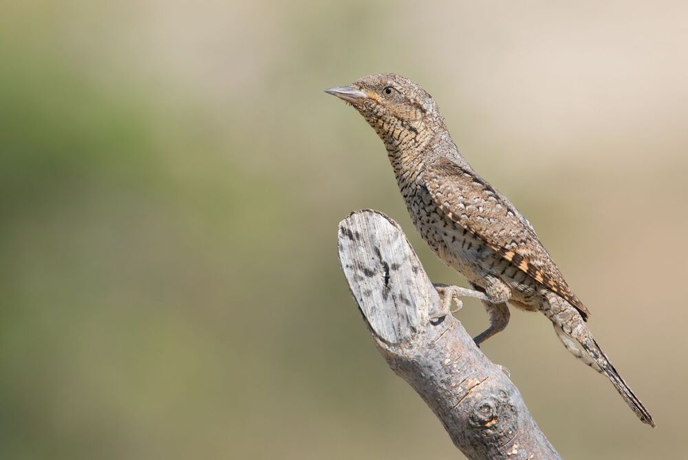 Wildlife