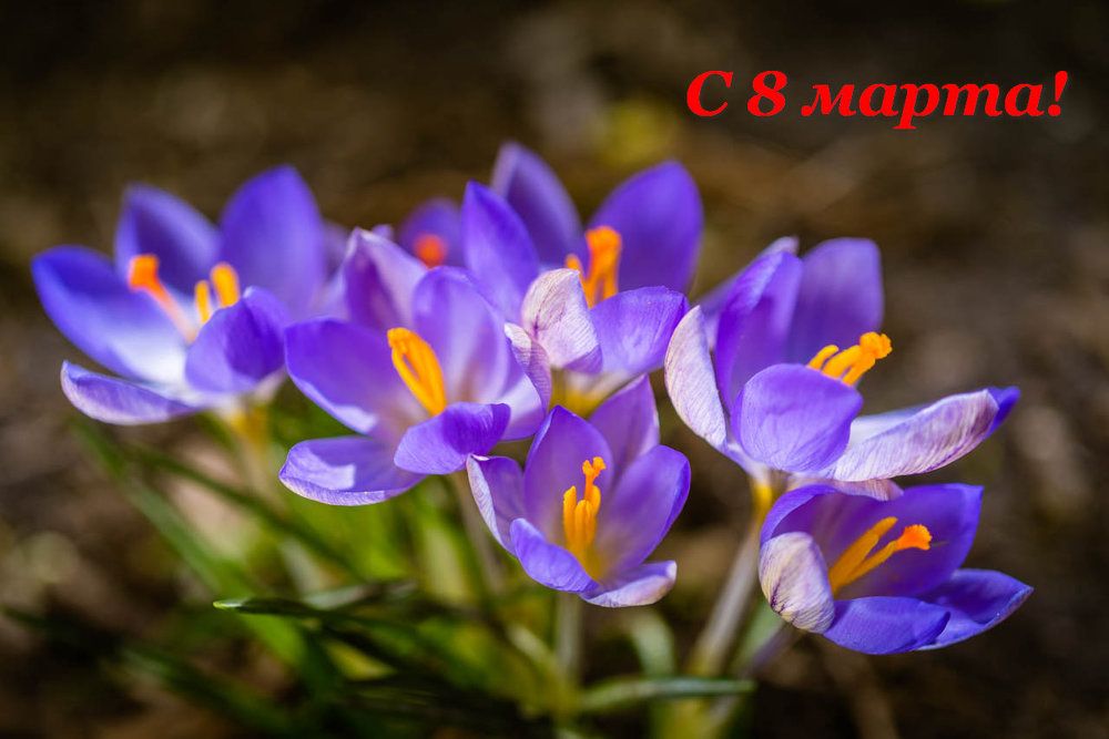 Крокусы