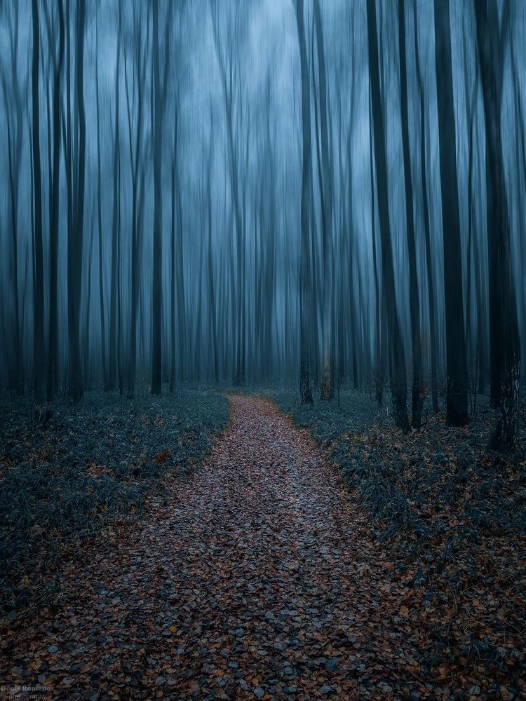 Magic forest