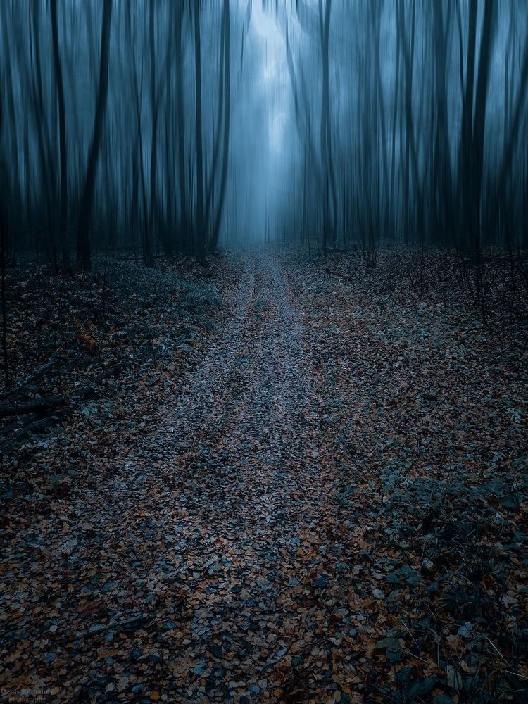 Magic forest