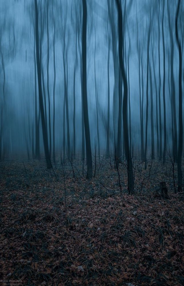 Magic forest