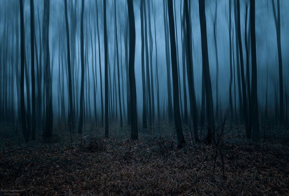 Magic forest