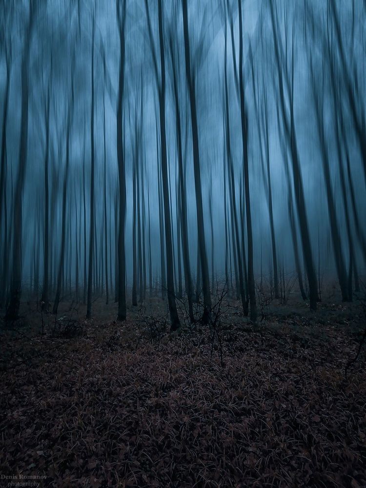 Magic forest