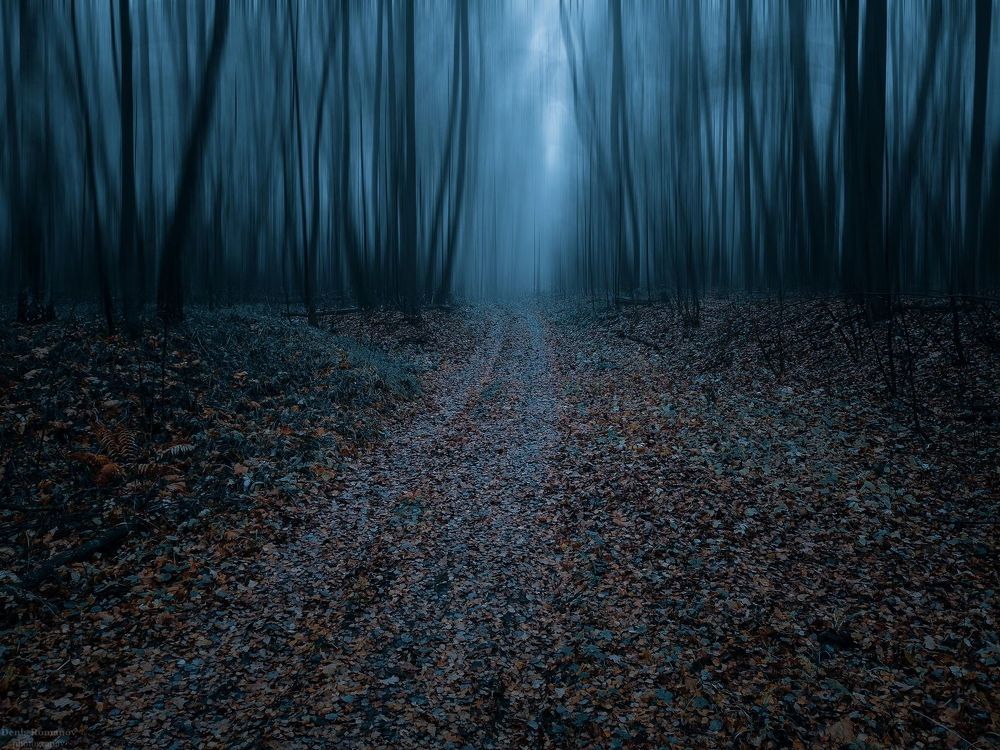 Magic forest