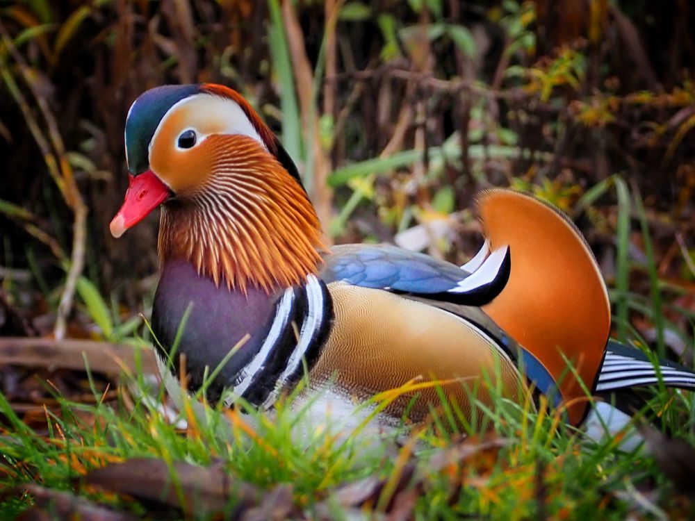 Mandarine duck