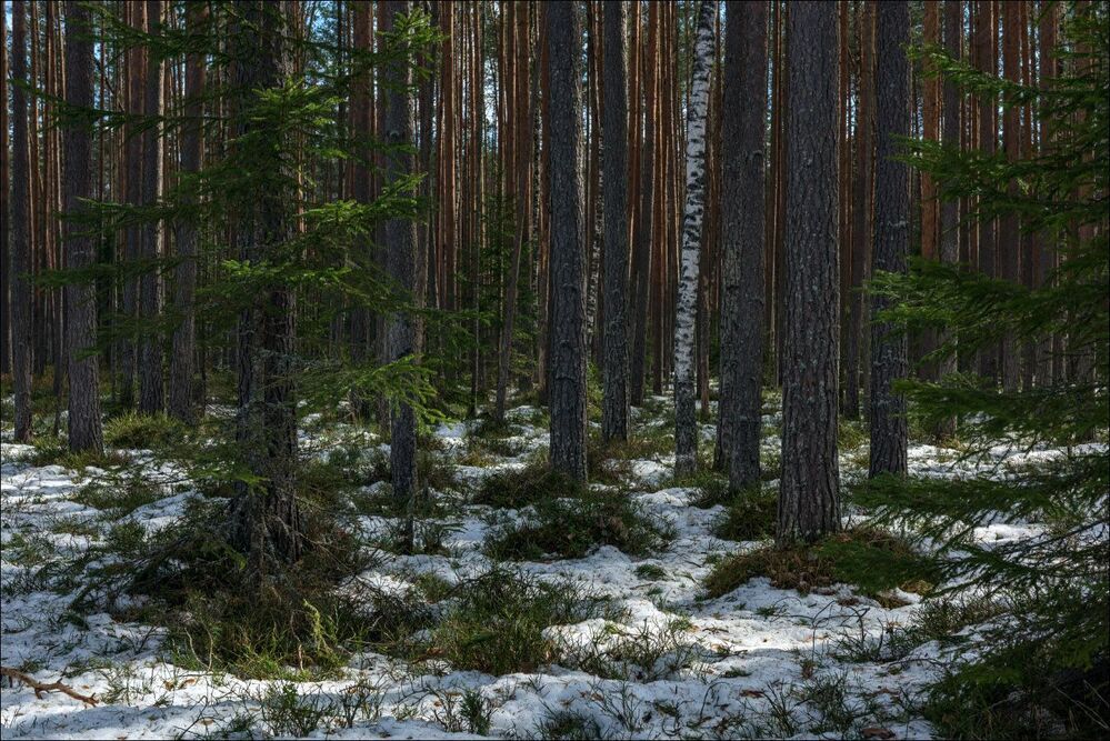 Последний снег в черничном лесу
