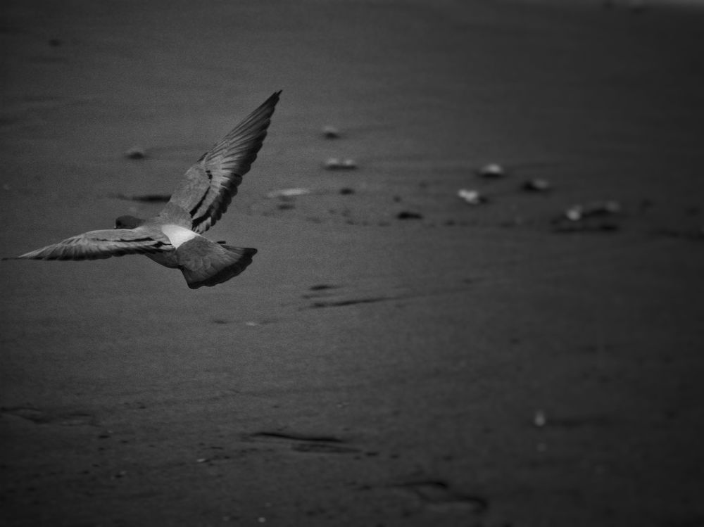 Life in black and white