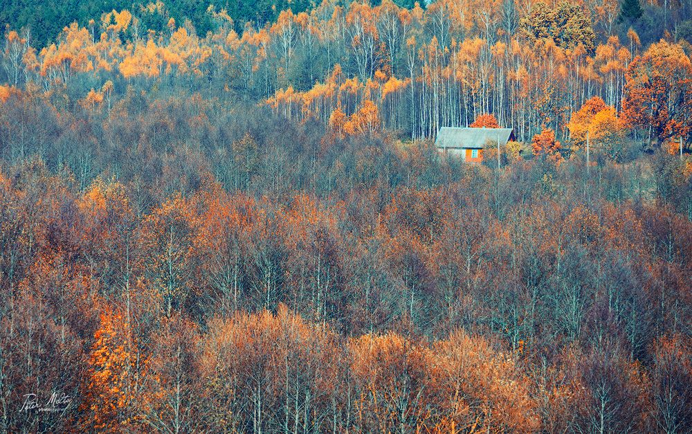 Золотая Волмечка