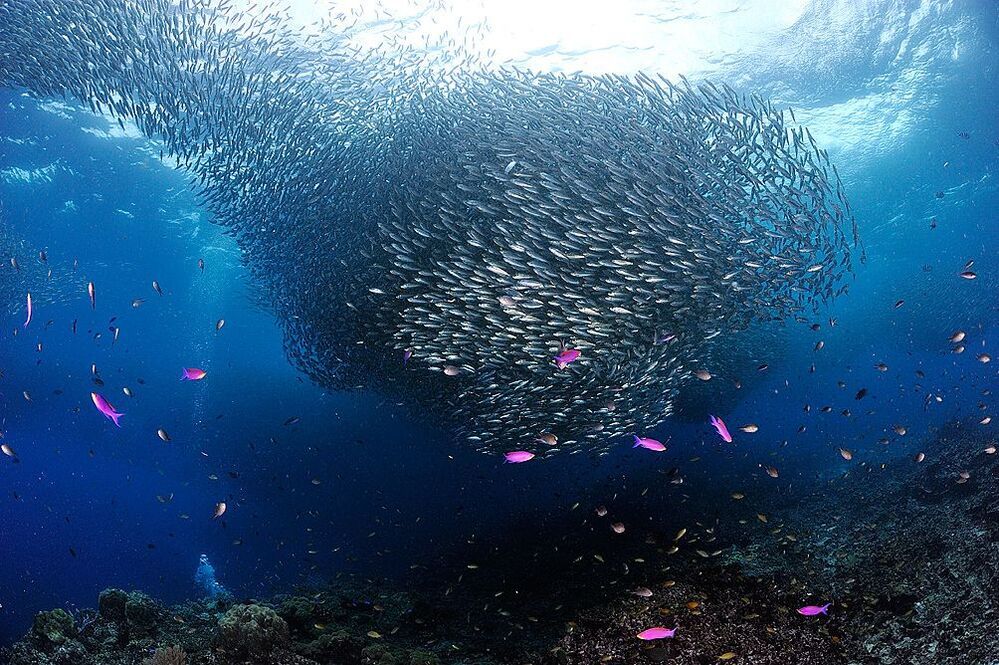 Pescador Island. Sardines.