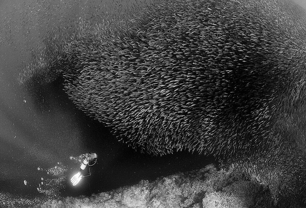 Pescador Island. Sardines.