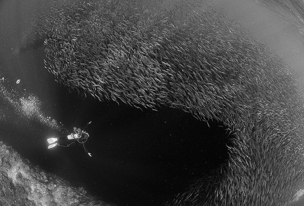 Pescador Island. Sardines.