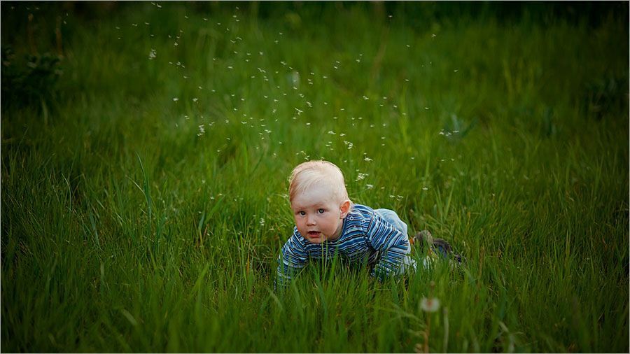 Dandelion