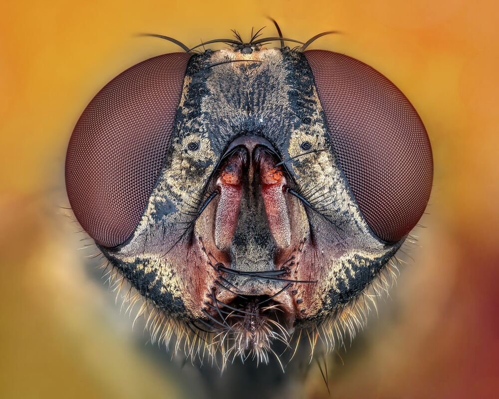 Macro