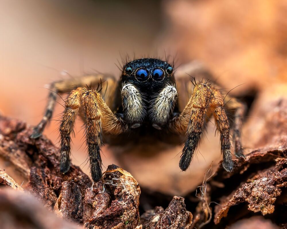 Macro