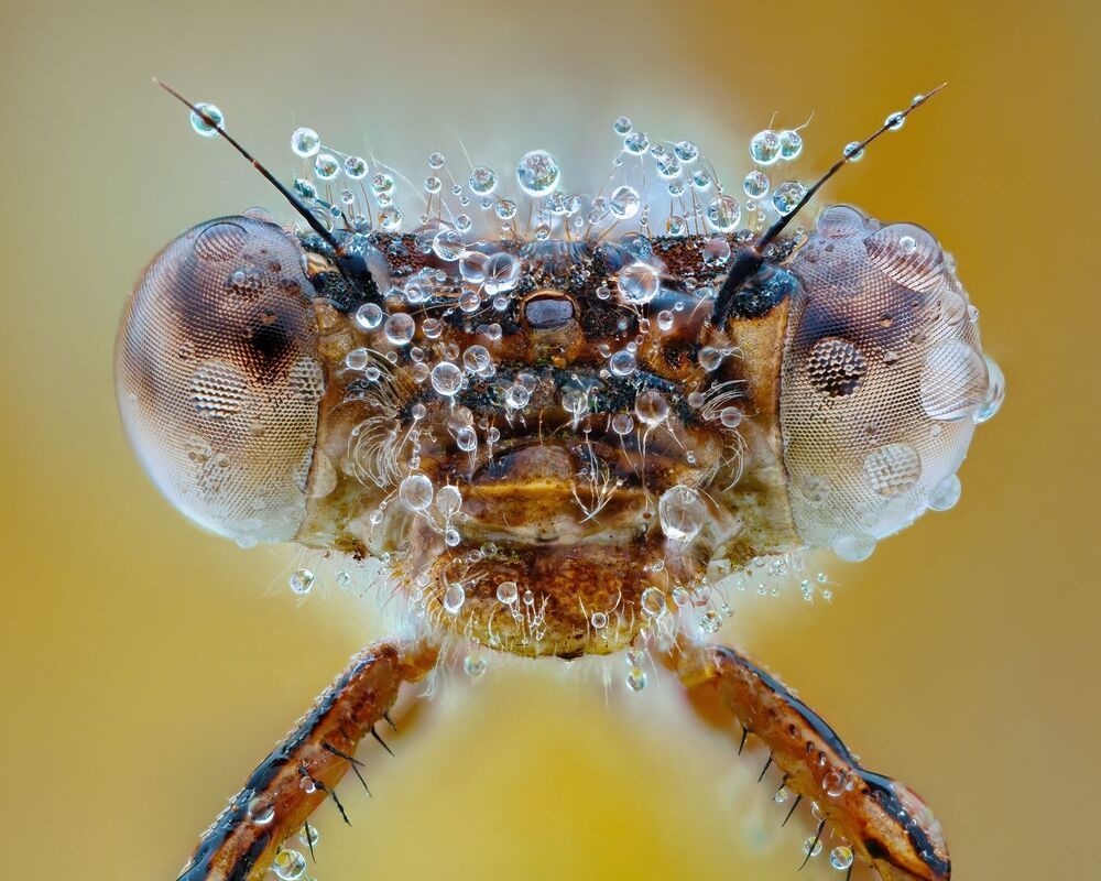 Macro
