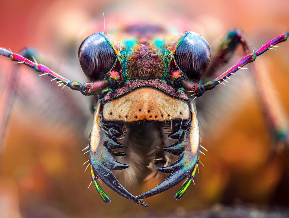 Macro
