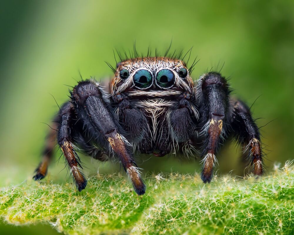 Macro