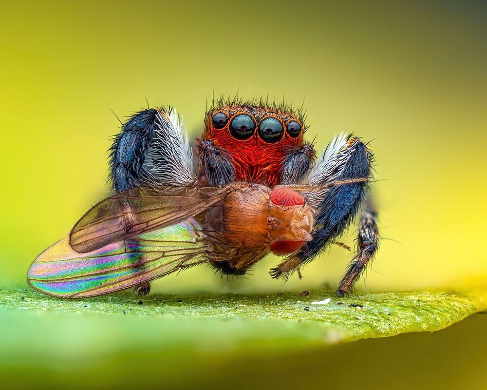 Macro