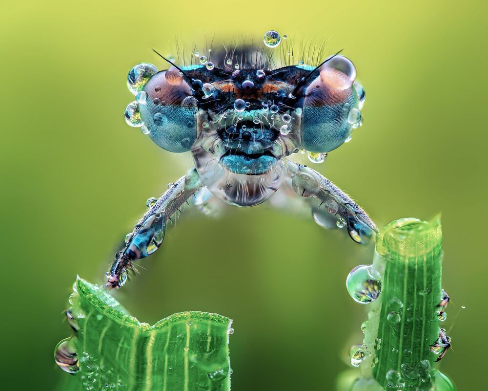 Macro
