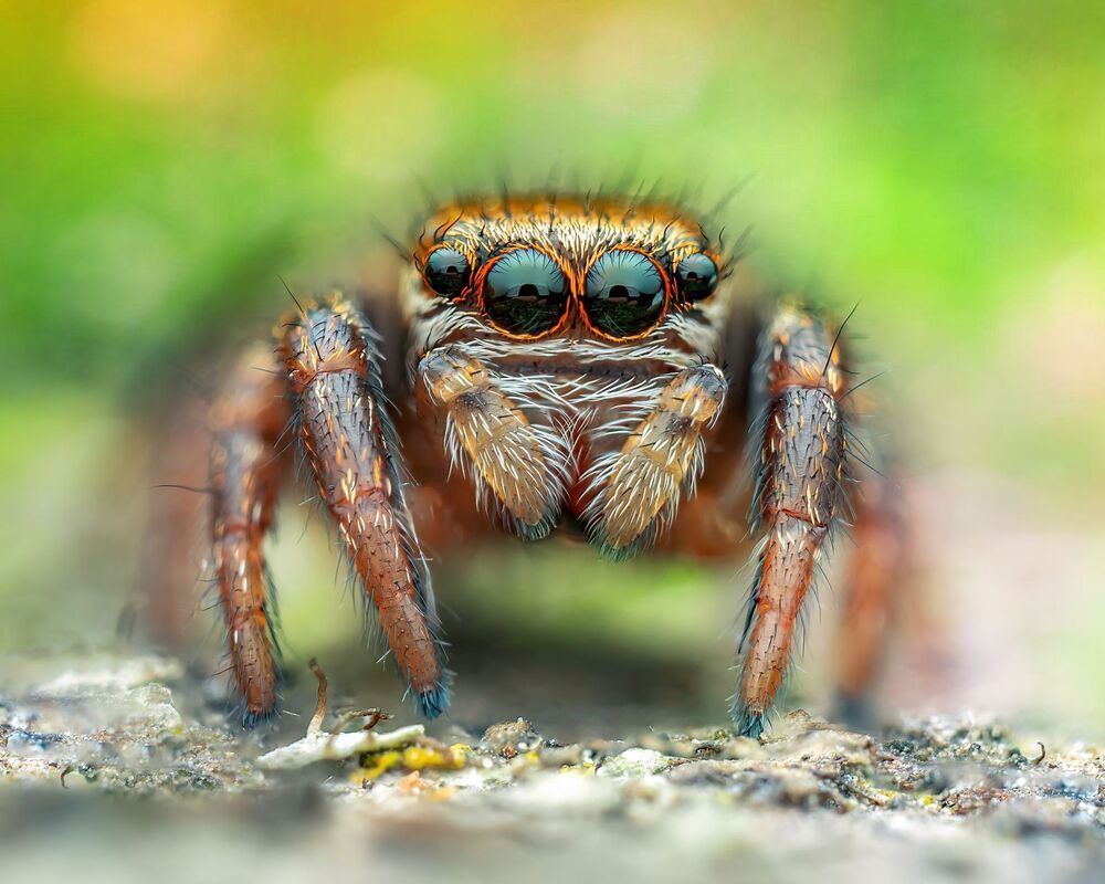 Macro