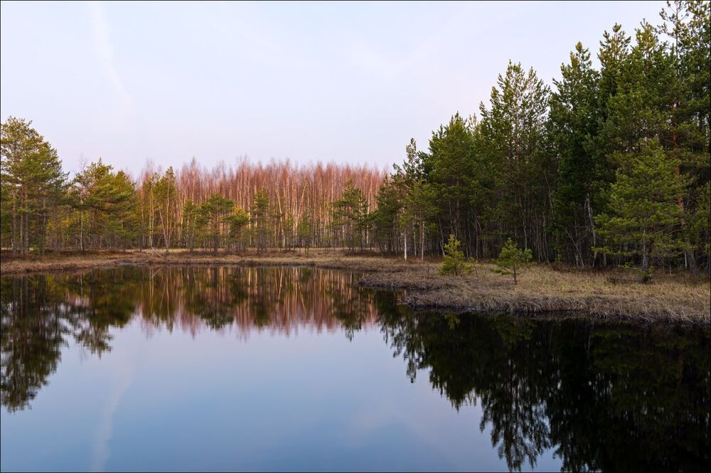Апрельское утро на торфяниках 1