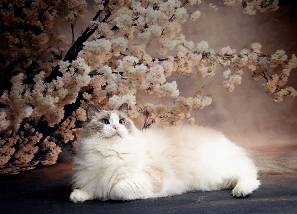 Cats. Котики - Весна