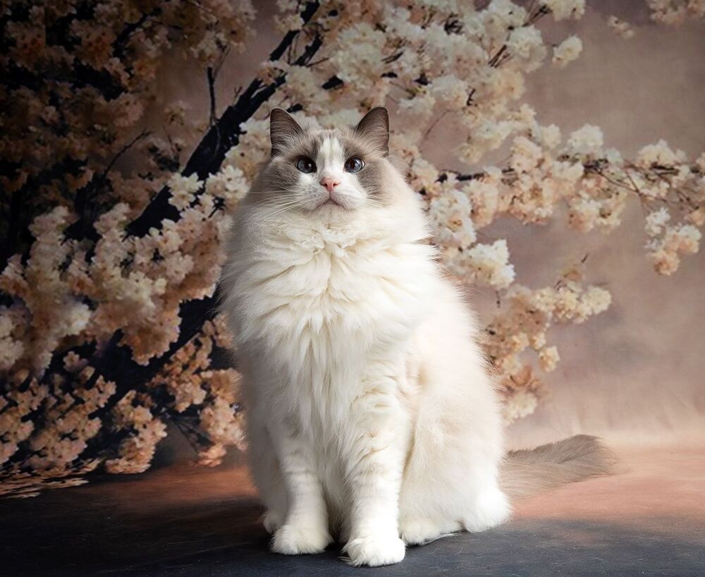 Cats. Котики - Весна