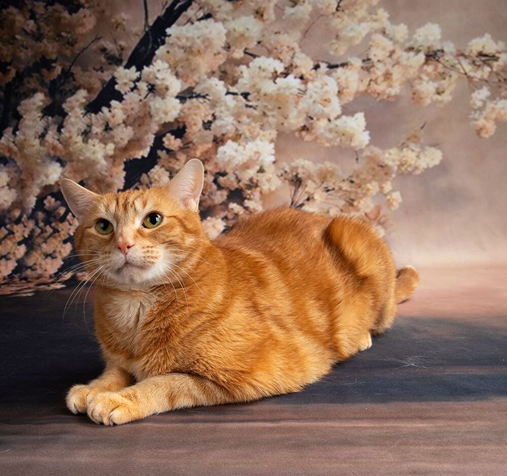 Cats. Котики - Весна