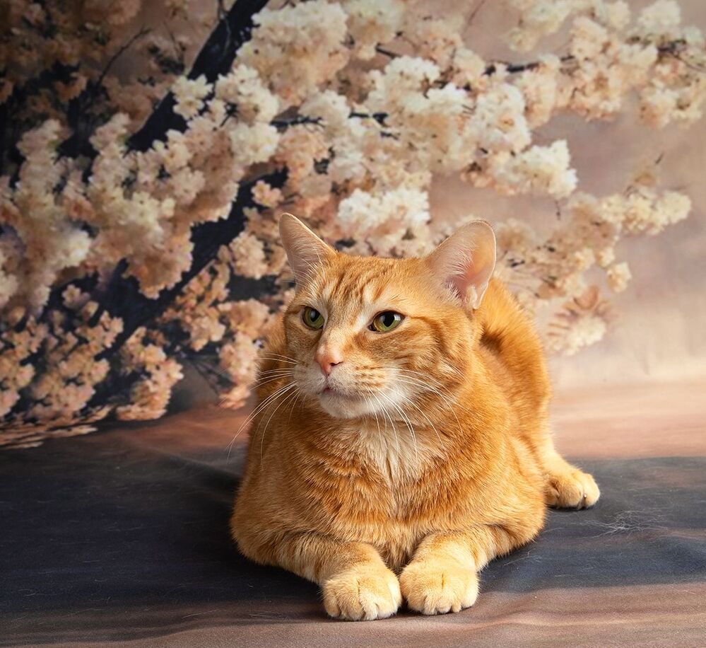 Cats. Котики - Весна