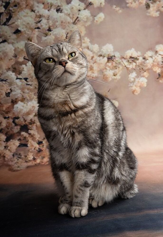 Cats. Котики - Весна
