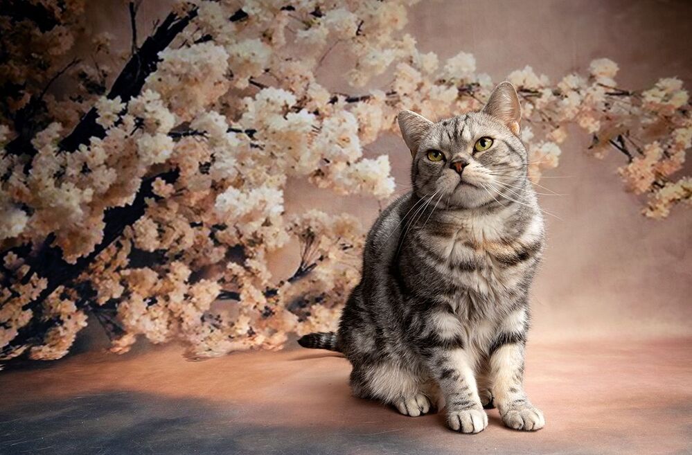Cats. Котики - Весна