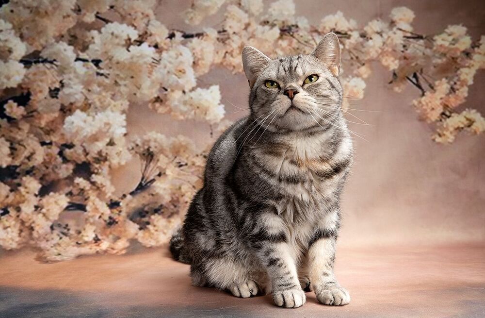 Cats. Котики - Весна