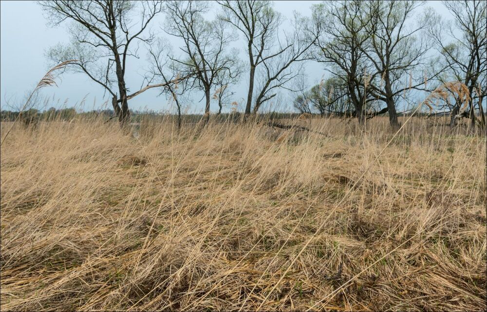 Трава на весеннем берегу пасмурным утром