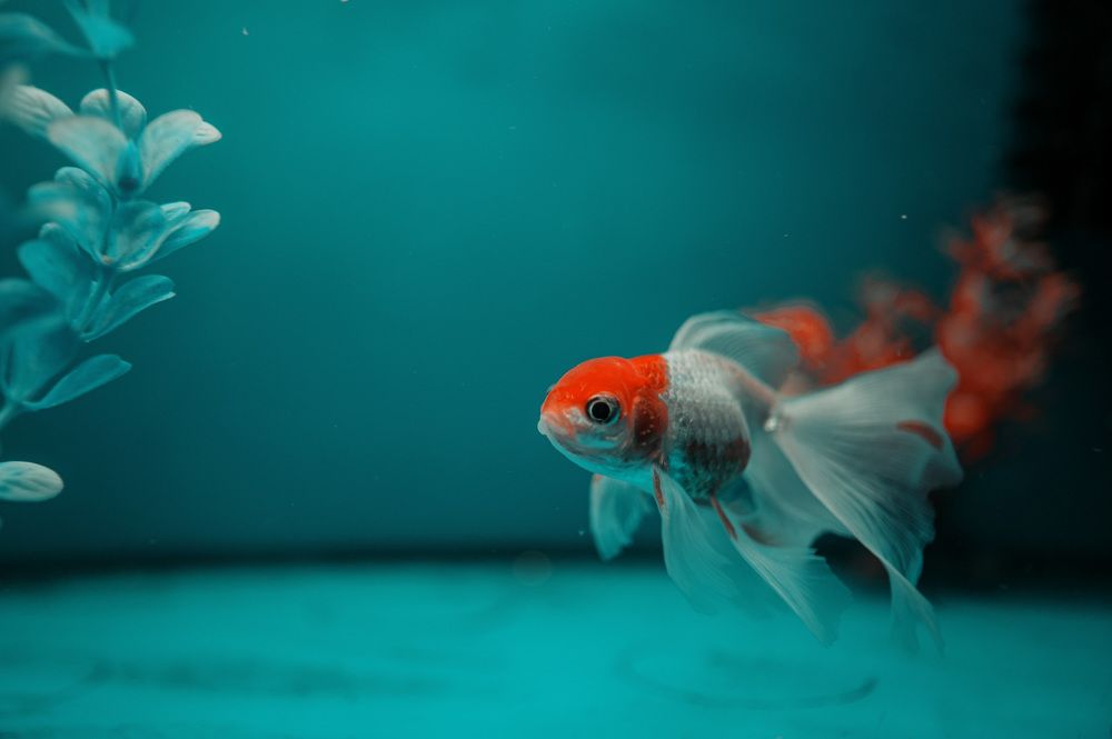 Photo 2172589