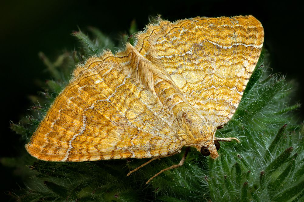 Camptogramma bilineata — Ларенция охряно-желтая