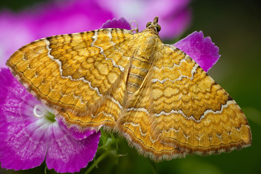 Camptogramma bilineata — Ларенция охряно-желтая