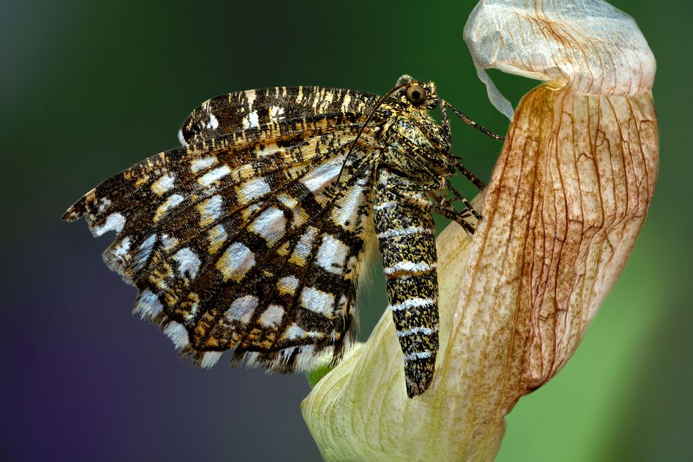 Chiasmia clathrata - Пяденица клеверная