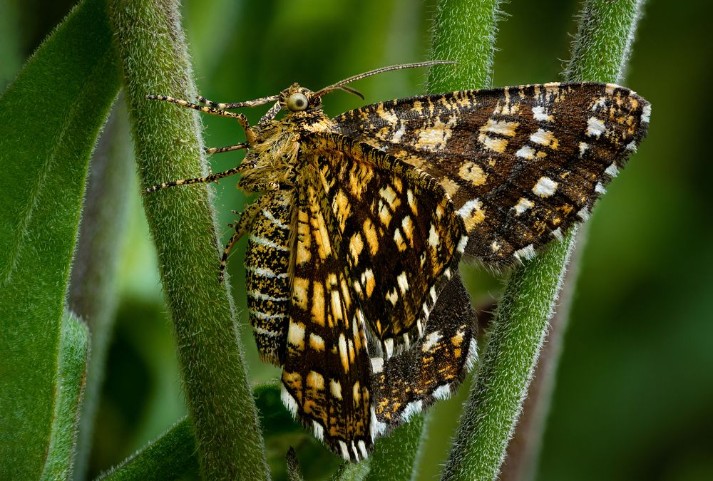 Chiasmia clathrata - Пяденица клеверная