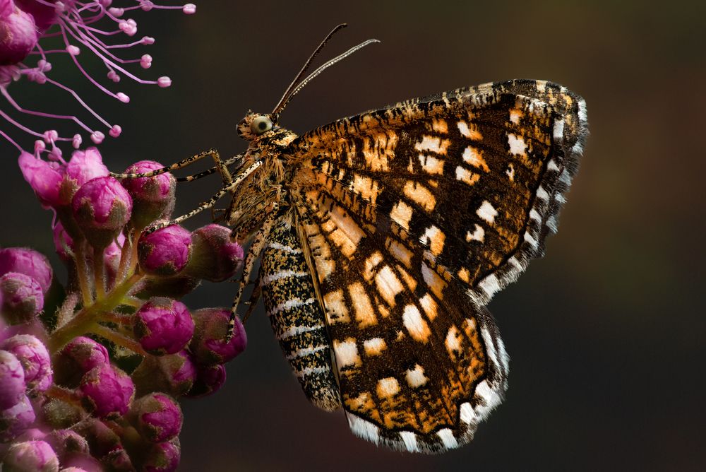 Chiasmia clathrata - Пяденица клеверная