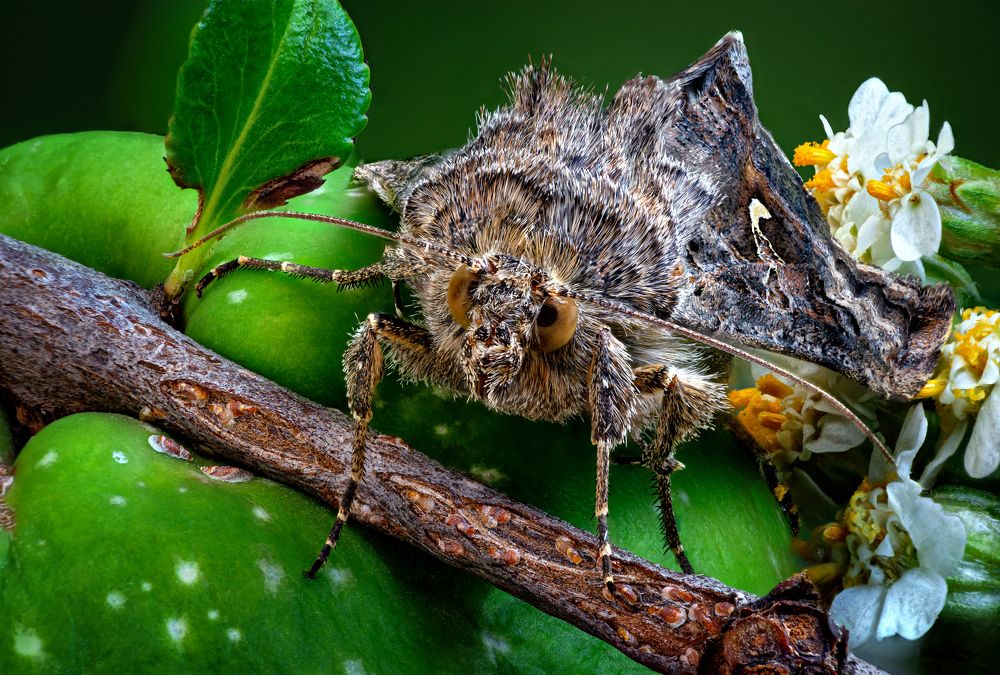 Autographa gamma