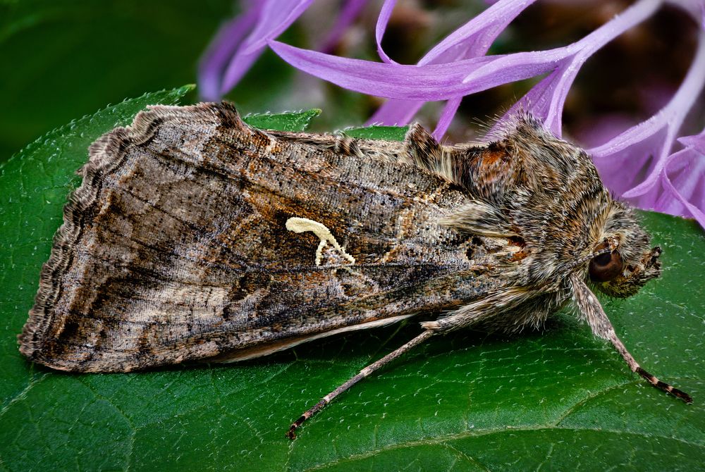 Autographa gamma