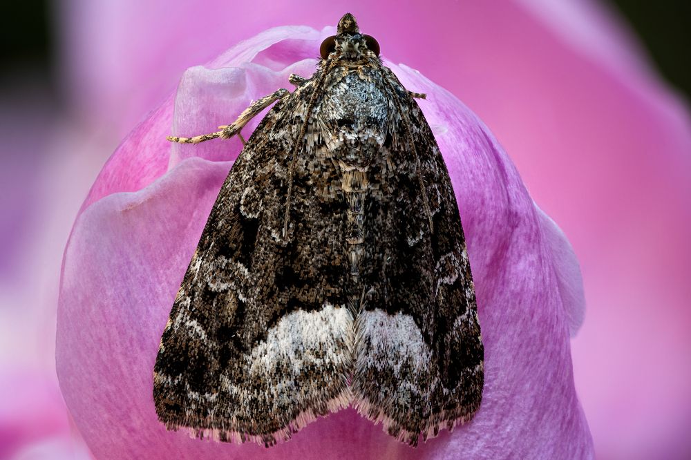 Deltote pygarga