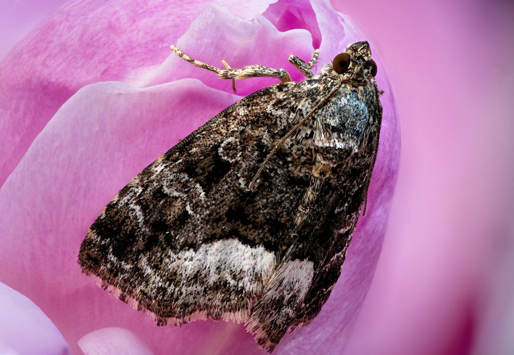 Deltote pygarga