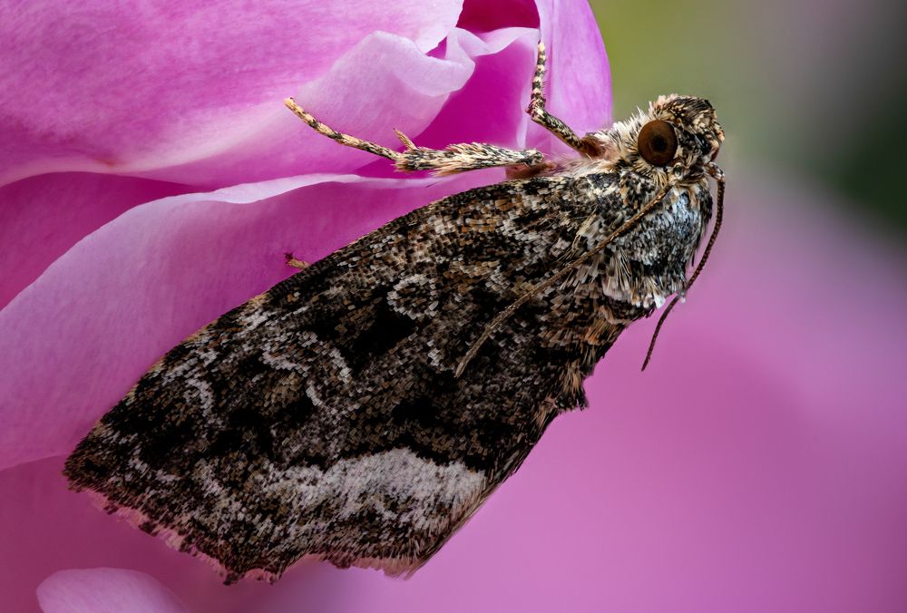 Deltote pygarga