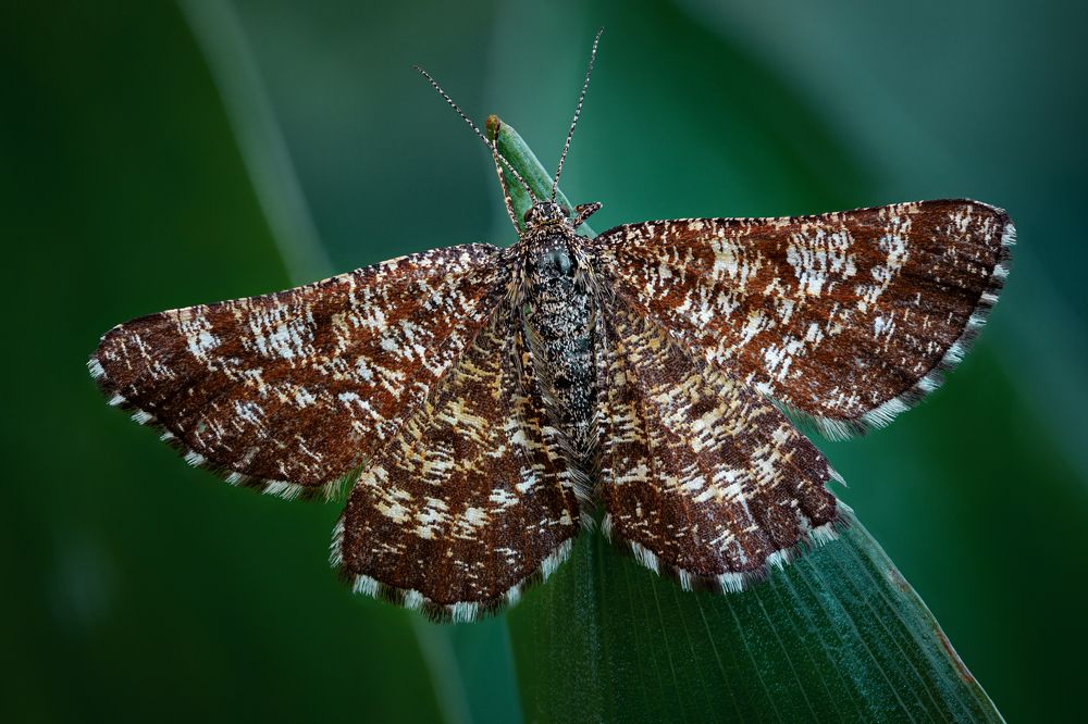 Ematurga atomaria