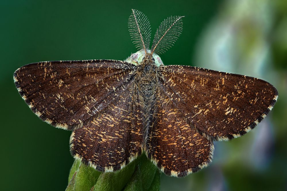 Ematurga atomaria