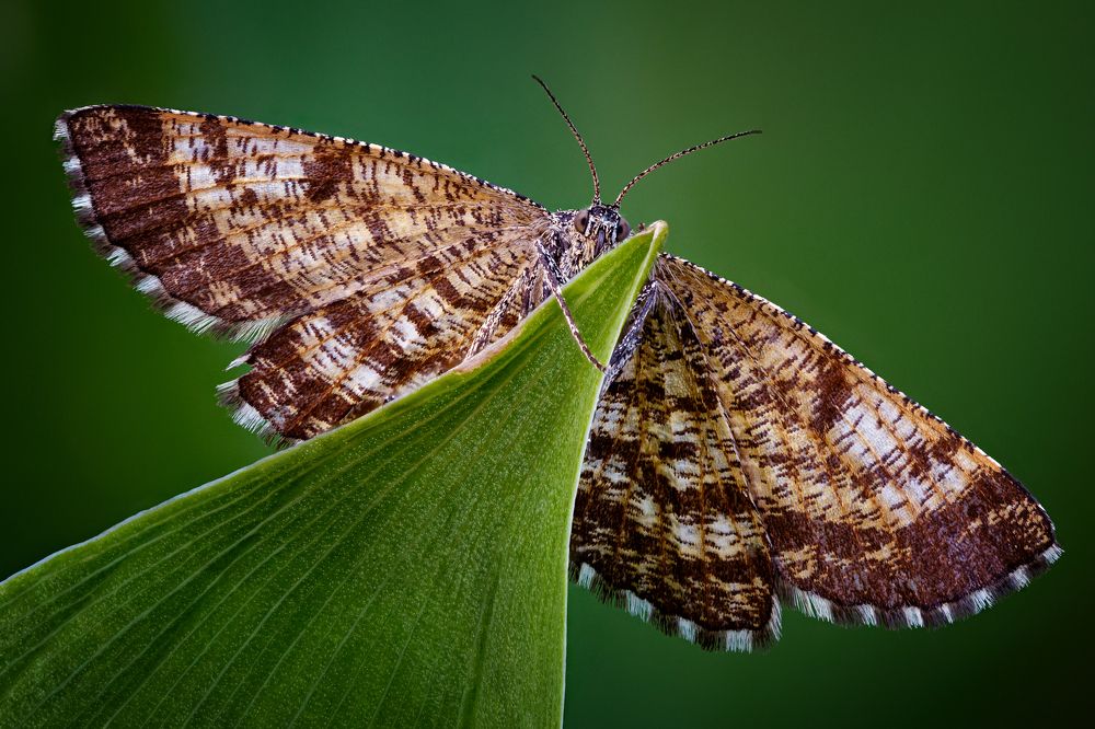 Ematurga atomaria