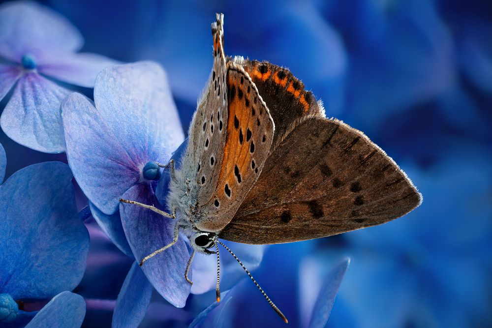 Lycaena dispar - Червонец непарный