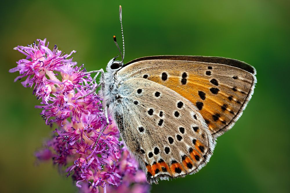 Lycaena dispar - Червонец непарный