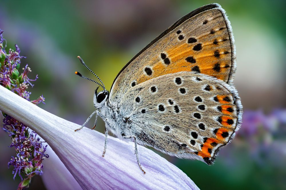 Lycaena dispar - Червонец непарный